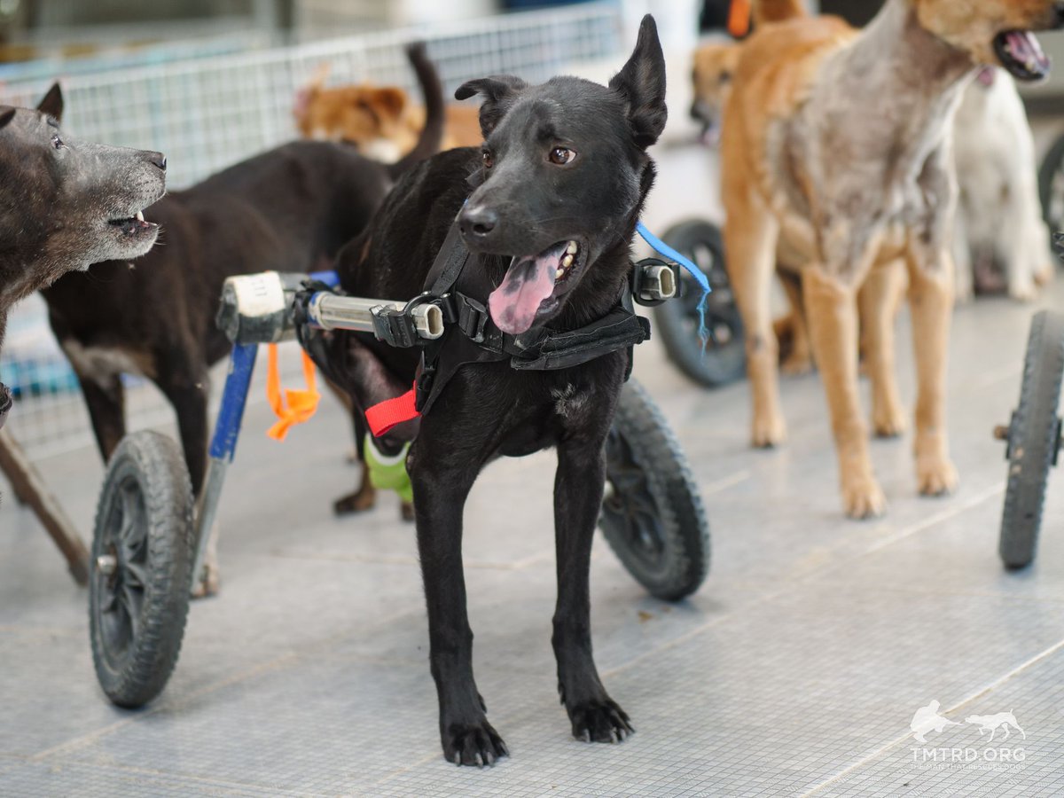 tmtrdorg's tweet photo. Blackie, the dog who was hit by a car and left paralyzed, does not need his back legs amputated at this time. He’s healed better than we expected, which is really great to see.
He’s now neutered, fully vaccinated, and has moved into our Care Unit where he’s joined the Wheelchair Mafia. With his custom fit wheelchair, he’s already out on both morning and afternoon walks with the gang.
He’s settled in really well, and he’s made a best friend too, MiniVan. Those two are always together, playing nonstop. It’s a pretty nice outcome considering where he started.

If you’d like to help us continue caring for dogs like Blackie, please consider making a donation.

$TMTRD token:  https://t.co/D0p1hRNjhJ

CA: 4iVXoa1zeaQT7ySV86YNKfxP4QhDiicYrvZAUmBABAGS

👉 https://t.co/GJO3rGo9JM 

*For donations via cryptocurrency, please send us a direct message!  

#TMTRD #WAGMI #dogrescue #crypto #cryptocommunity #memecrypto #charitycrypto #doglover #cryptotoken #cryptodonation #thaidog