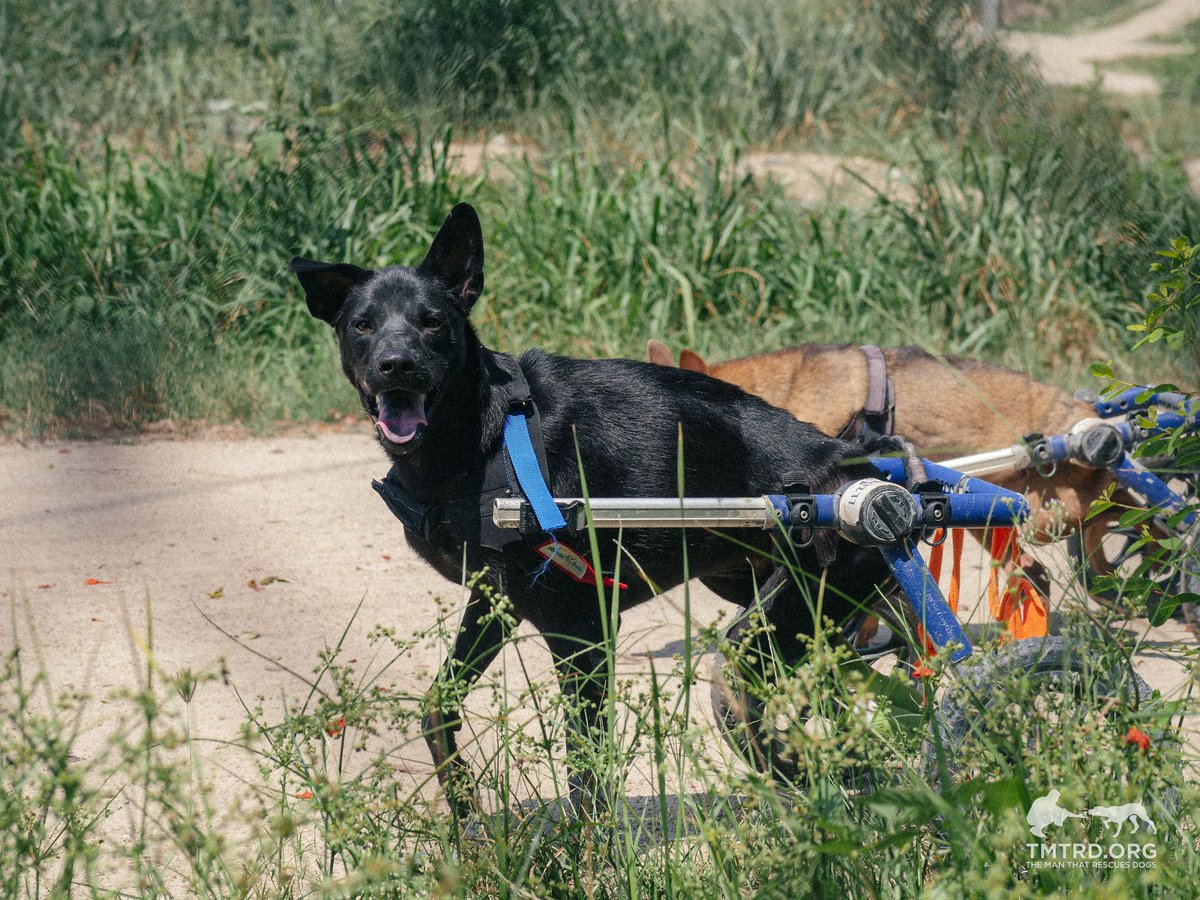tmtrdorg's tweet photo. Blackie, the dog who was hit by a car and left paralyzed, does not need his back legs amputated at this time. He’s healed better than we expected, which is really great to see.
He’s now neutered, fully vaccinated, and has moved into our Care Unit where he’s joined the Wheelchair Mafia. With his custom fit wheelchair, he’s already out on both morning and afternoon walks with the gang.
He’s settled in really well, and he’s made a best friend too, MiniVan. Those two are always together, playing nonstop. It’s a pretty nice outcome considering where he started.

If you’d like to help us continue caring for dogs like Blackie, please consider making a donation.

$TMTRD token:  https://t.co/D0p1hRNjhJ

CA: 4iVXoa1zeaQT7ySV86YNKfxP4QhDiicYrvZAUmBABAGS

👉 https://t.co/GJO3rGo9JM 

*For donations via cryptocurrency, please send us a direct message!  

#TMTRD #WAGMI #dogrescue #crypto #cryptocommunity #memecrypto #charitycrypto #doglover #cryptotoken #cryptodonation #thaidog