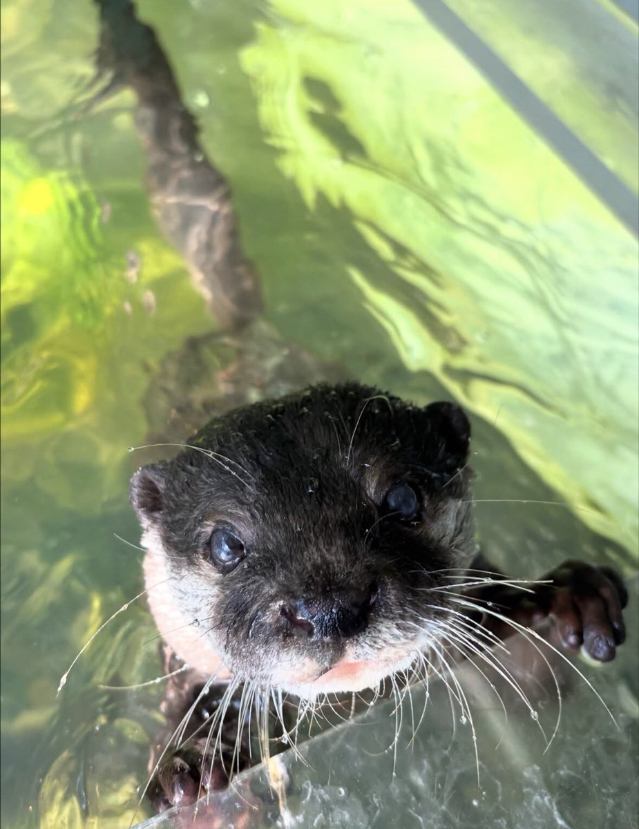 hakone_en's tweet photo. プールからこんにちは！！
コツメカワウソのフユくんです☺️💙

カメラ目線をばっちりいただきました👌🏻 https://t.co/wnSZ3IPPIh