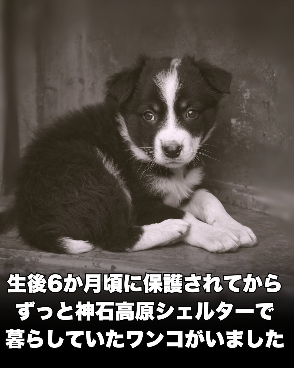 危険】といわれた、保護犬の今(1/5) #ピースワンコ #犬