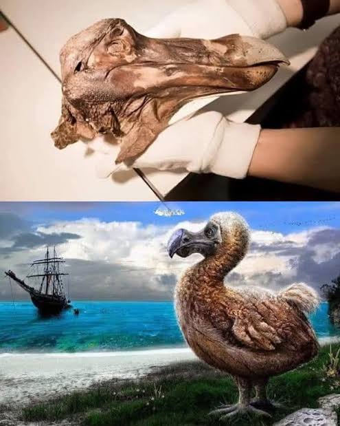 Dr_TheHistories's tweet photo. Sometimes the most heartbreaking extinction stories are not about fierce predators or dramatic natural disasters. They are about animals that simply had no reason to fear humans. The dodo, one of the most famous extinct birds in history, lived peacefully on the isolated island of Mauritius for thousands of years before human arrival changed its fate forever.

The dodo, scientifically known as Dodo, was a large flightless bird that evolved on Mauritius, an island in the Indian Ocean. Because there were no large land predators on the island, dodos developed a remarkably trusting nature. They did not need to fly away from danger and likely showed little fear toward unfamiliar creatures. Early accounts suggest these birds were curious and approachable, characteristics that became disastrous once humans arrived in the late 16th century.

The extinction of the dodo was not caused solely by hunting. While sailors and settlers did kill some birds for food, introduced animals such as rats, pigs, dogs, and monkeys had an even greater impact. These invasive species raided nests, consumed eggs, and competed for resources. Since dodos nested on the ground and reproduced relatively slowly, their populations declined rapidly. Within roughly 80 years of sustained human settlement, the species disappeared forever, making it one of the earliest documented human driven extinctions.

Today, the dodo serves as a powerful reminder of how vulnerable isolated island species can be. Its story helped shape modern conservation efforts and continues to warn scientists about the dangers invasive species and habitat disruption pose to wildlife around the world.

No complete preserved dodo specimen exists today. Much of what scientists know about its appearance comes from scattered bones, historical descriptions, and artwork created centuries ago.

© The Prehistoric World 

#drthehistories
