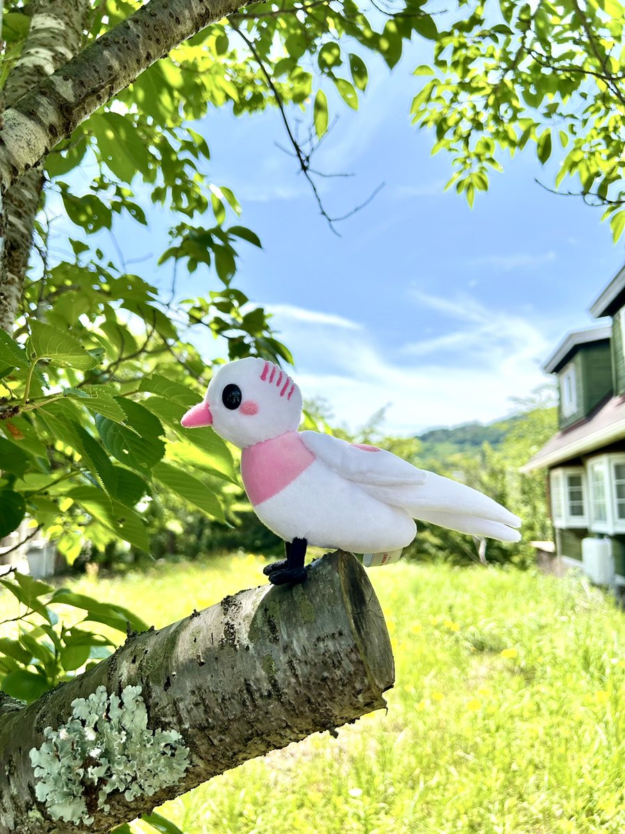esoraworks's tweet photo. 以前作らせてもらった小鳥さんの妹という設定で再びのご依頼です🦜🦜

とても喜んでくれて、直筆メッセージまでいただきました💌
好きなことを頑張っていれば、必ず上手になります✨

緊張の面持ちのお写真も可愛い❣️ありがとうございます。

#お絵描きをぬいぐるみに
#インコ
#プレゼント
#クリッチャ https://t.co/ZG9Dtvchwo