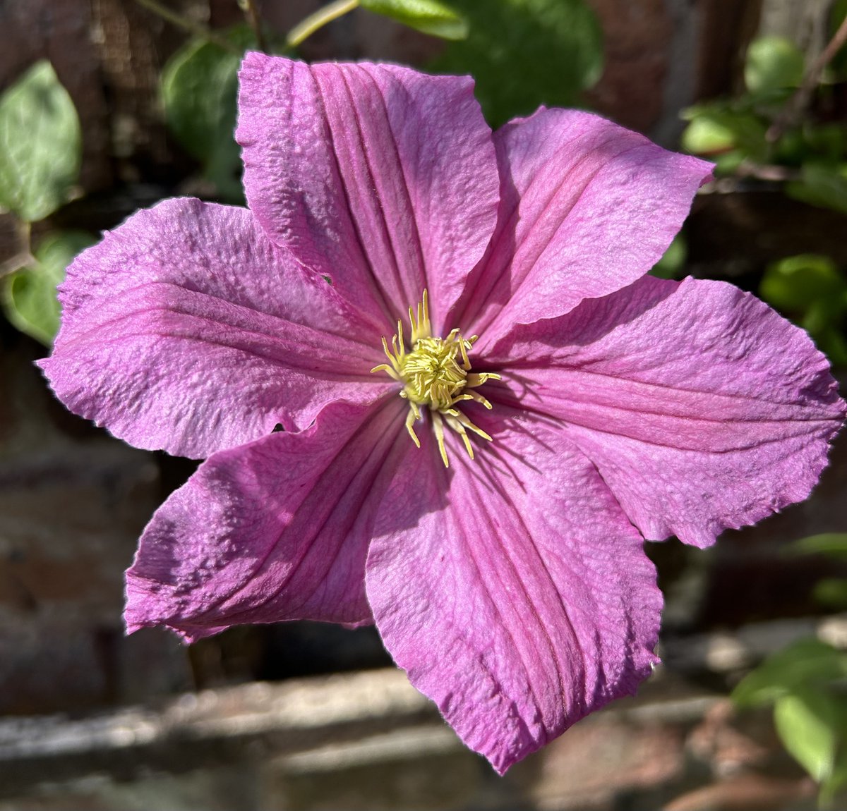 HelenMSimpson26's tweet photo. Clematis is being taken over by the honeysuckle so not much to see this year. Have a happy day. #ClematisThursday https://t.co/uo2pUEcYBp