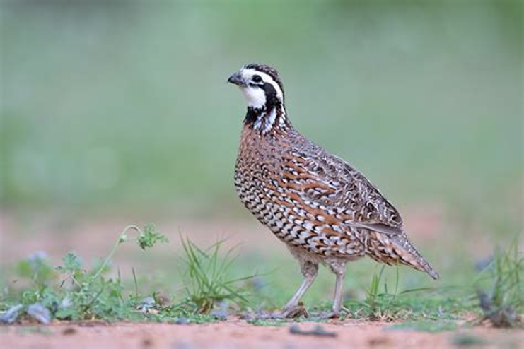 ERC3333's tweet photo. 6.4.26. A small, ground-dwelling galliform bird (Northern Bobwhite) is known for the male’s distinctive ‘bob-WHITE’ call.

The birds form coveys outside of the breeding season and create nests on the ground instead of in trees.

It is a chunky, small quail with a short tail. https://t.co/psjgmZQQvW