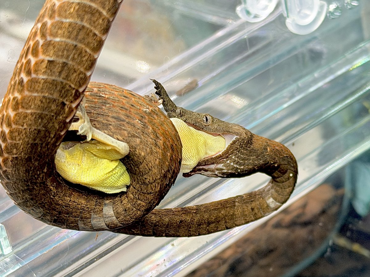 _REPXOTIC_'s tweet photo. テング♀🐍 https://t.co/wyV7TNpvm8