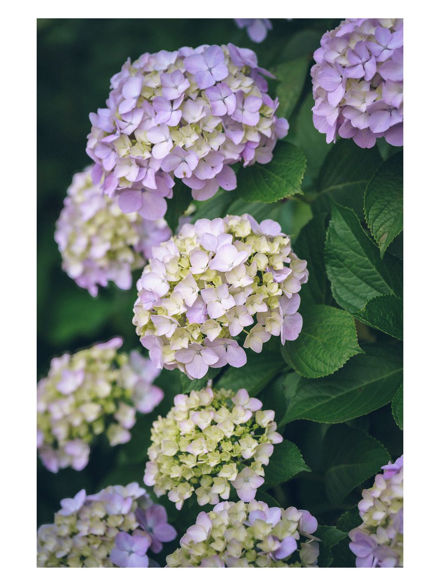 takaphotoslog's tweet photo. in full bloom https://t.co/gFuUEnc6sm