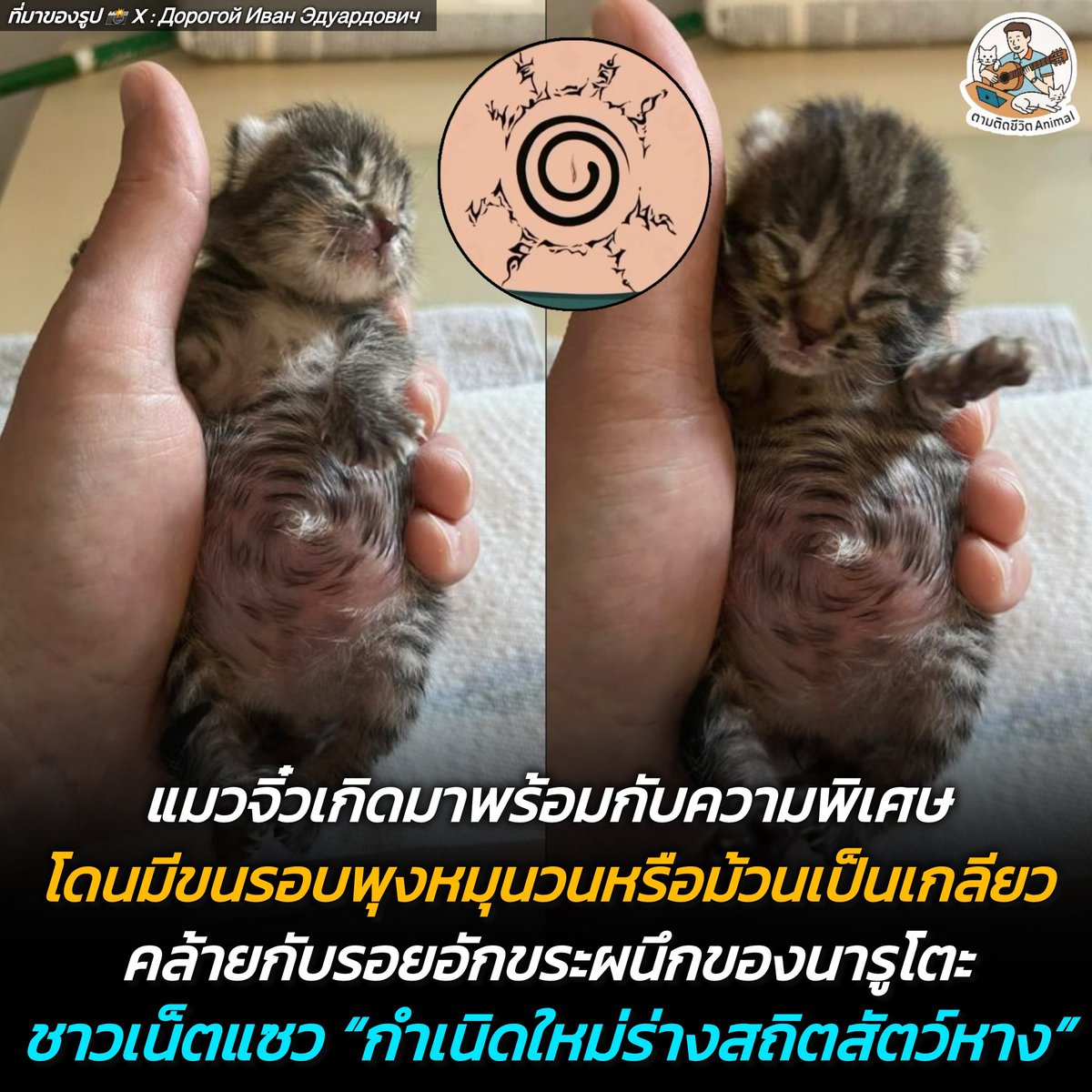 AnimalFW_TH's tweet photo. ร่างสถิตสัตว์หาง ❎
ร่างสถิตความเปรต ✅
(มีรูปเพิ่มเติมของน้อง)
￼เปิดตัวร่างสถิตคนใหม่แห่งหมู่บ้านโคโนฮะ เอ๊ย!!! อาณาจักรสัตว์โลกฮะ เมื่อผู้ใช้ X บัญชี feofanov ได้เผยแพร่ภาพสุดน่ารักของน้อง "Miss Koziavkins" น้องเหมียวเด็กตัวน้อยอายุไม่กี่สัปดาห์ที่กำลังเติบโตอย่างแข็งแรง แถมตอนนี้น้ำหนักของน้องพุ่งขึ้นมาอยู่ที่ 148 กรัมแล้วฮะ 🍼

แต่สิ่งที่ทำเอาชาวเน็ตทั่วโลกโฟกัสกัน ก็คือขนบริเวณพุงกลมๆ ของน้อง ที่ดันม้วนตัวเป็นเกลียวคลื่นวนอย่างสมบูรณ์แบบ จนอดไม่ได้ที่จะนึกถึง "คาถาผนึกสี่วิถี" บนหน้าท้องของนารูโตะ บางคนถึงกับตั้งฉายาให้น้องว่า "Uzumaki Mewmewmew" ไปอีก เรียกว่านอกจากจะพกความน่ารักมาเต็มพิกัดแล้ว น้องยังมีลายพุงที่เท่!!! ไม่ซ้ำใคร 😖

บ้านไหนมีน้องหมาน้องแมวที่มีลายพิเศษๆ เท่ๆ แบบนี้บ้างฮะ เอามาแชร์ให้แอดเพาและเพื่อนๆ ดูหน่อยฮะ 😝

เรียบเรียง 🖋️ แอดเพา
ที่มาของรูป 📸 X : feofanov
#แมว #หมา #ทาสแมว #อาณาจักรสัตว์โลก #ตามติดชีวิตAnimal