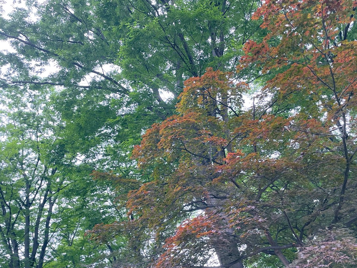 sigsig_sign's tweet photo. ⑧小金井公園(終)

本当は立川の昭和記念公園まで行って、
直接帰ろうと思っていたけれど、
疲れたのでここで終了。
武蔵小金井駅から帰ります。

久しぶりで疲れたけれど楽しかった〜🚶‍♀️
お散歩、最高‼️🫶 https://t.co/DF9SZc2gc4