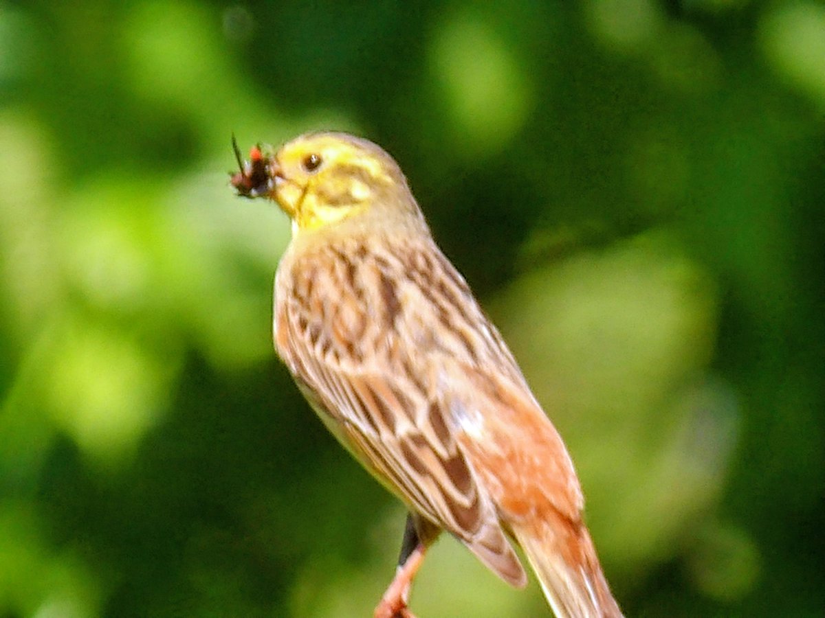 HPaluste's tweet photo. Talvike/Emberiza citrinella L. #birdphotography #BirdsOfX #naturfotografie #BIRDSTORY https://t.co/4VDvYYH7Pt