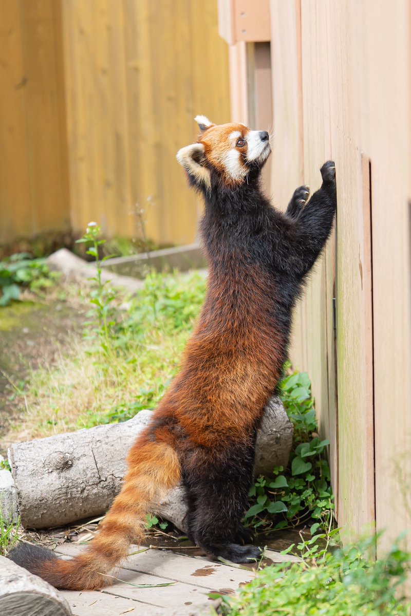 Run_RedPanda's tweet photo. \\トントントン//

私、アンコと申します。
リンゴを貰いにきました🥺🍎

あっ、開いた😁

📸2026.5

#八景島シーパラダイス 
#Redpanda 
#小熊猫 
#レッサーパンダ 
#アンコ https://t.co/lqluCoarYn
