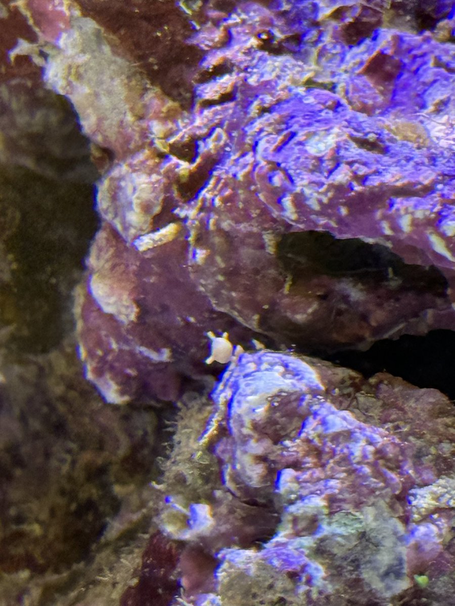 pui_pyau's tweet photo. 水槽立ち上げて１週間
星砂を発見！☺️🪸(有孔虫) https://t.co/ZQEg2g1vdX