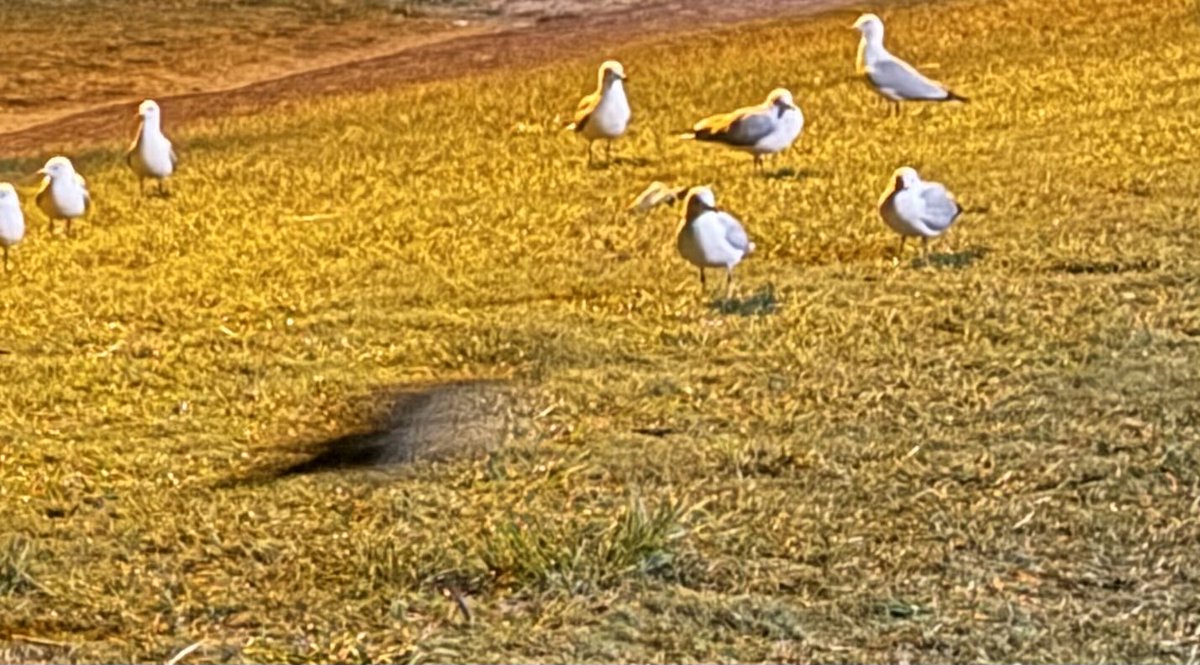 SimonDarn's tweet photo. Phone camera says ‘hold still for 3 seconds’ and Curlew doesn’t get message. 😅 https://t.co/dn82zAaIeP