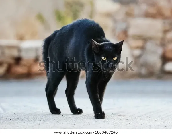 doing the intimidating cat pose like he's ready to join the fight