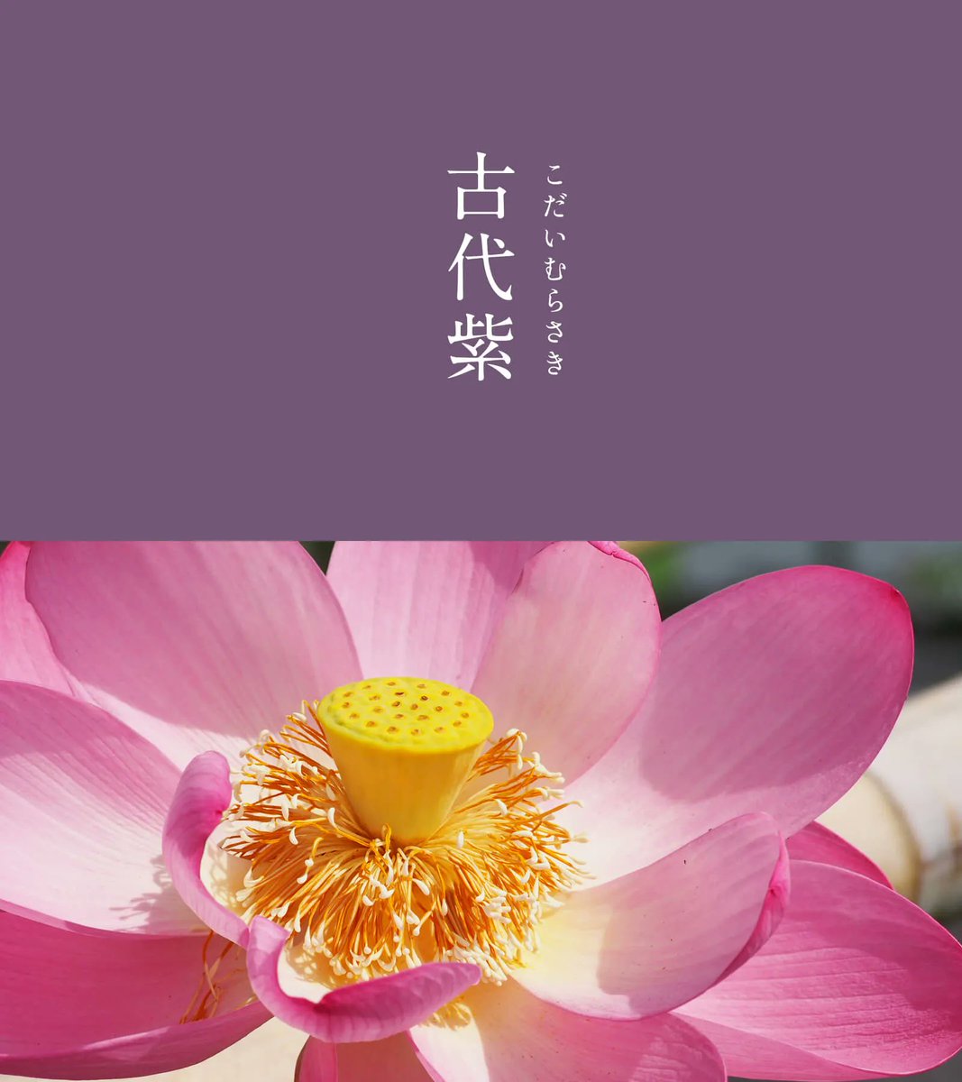 543life's tweet photo. 古代紫（こだいむらさき）｜#にっぽんのいろ

穏やかで優しい紫色。京都の伝統的な「紫染」の流れを汲むことから、京紫（きょうむらさき）に近いとされます。
奈良や平安に都があった時代、その地で染色されていた紫色には、時代を超えて受け継がれる気品が宿ります。

▼6月のいろはこちらから
https://t.co/Kuk9i7A3Rw