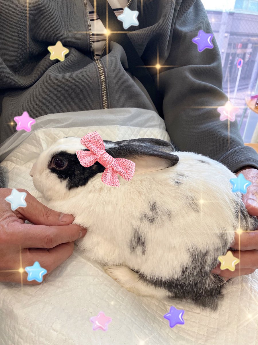うさぎ様 うさぎ様
