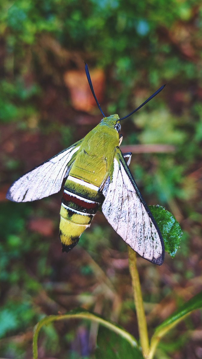 Veronicdsouza's tweet photo. Celebrating #InsectThursday by,
Reimagine.ReCreate.ReUse.😁
Even the Local wildlife Approves of the message! 🔄🌱 
This Gorgeous Clearwing Hawkmoth decided to join the Sustainable movement on an #Upcycled Jute Piece. 
#Goa #TiCa #Veronic
#ConciousFashion #UpcycledGunnySack #Jute https://t.co/MrZwSFUfNm