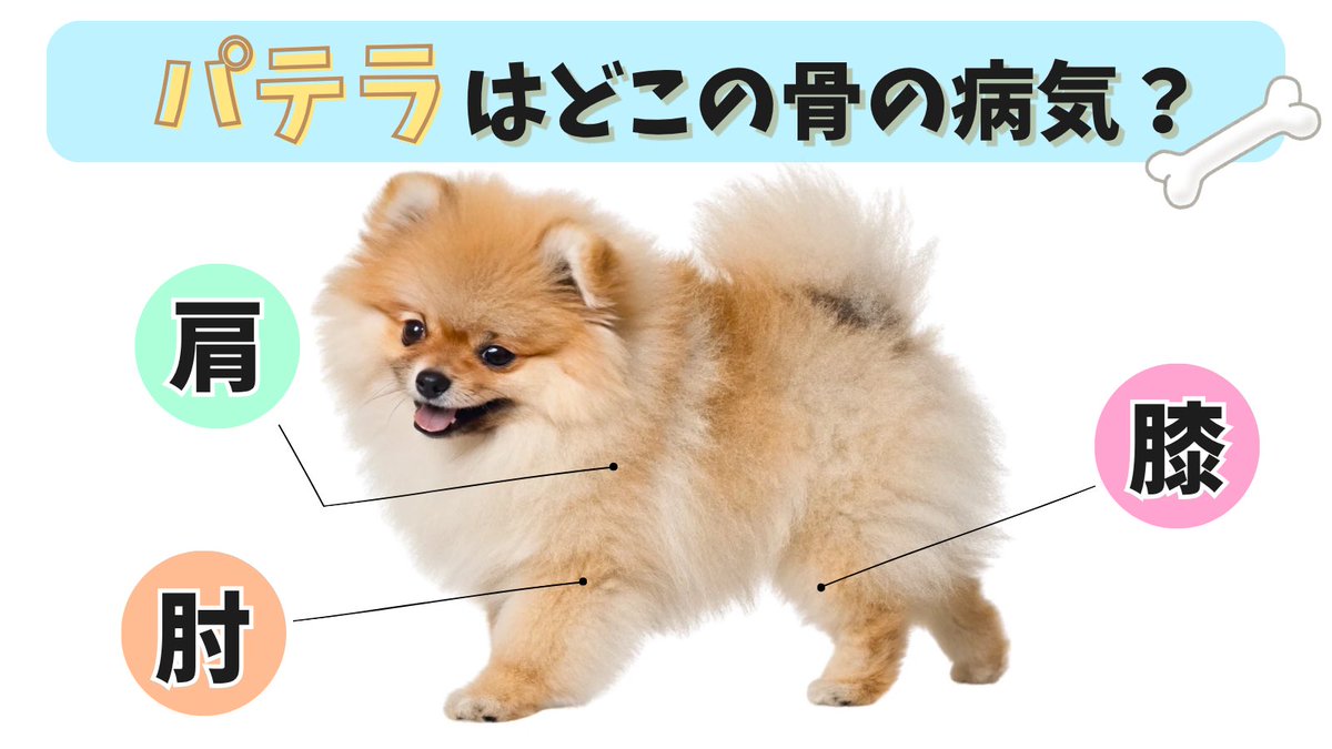 IPET__INS's tweet photo. ワンちゃんを飼っているとよく耳にする「パテラ」🐾

骨が脱臼してしまう病気ですが、具体的にどこの骨のことか知っていますか？🦴

アンケートで答えてみてください！
正解は後日発表📢 https://t.co/QFj7VvQJgv