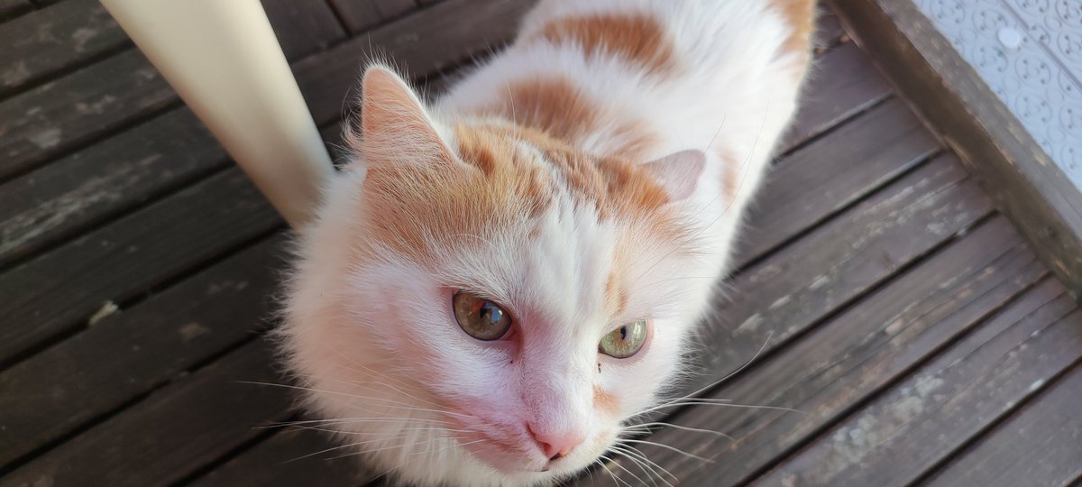 CwasontPapy's tweet photo. @bkdt_xx I give you cat. So you don't feel sad anymore https://t.co/kVLOjOMOn2