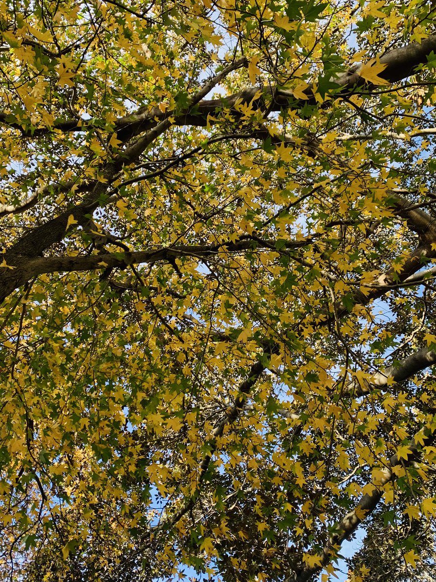 biochemicalmind's tweet photo. Until next fall…🍂 

#theflowerofmountain https://t.co/7ieCXE0QXg