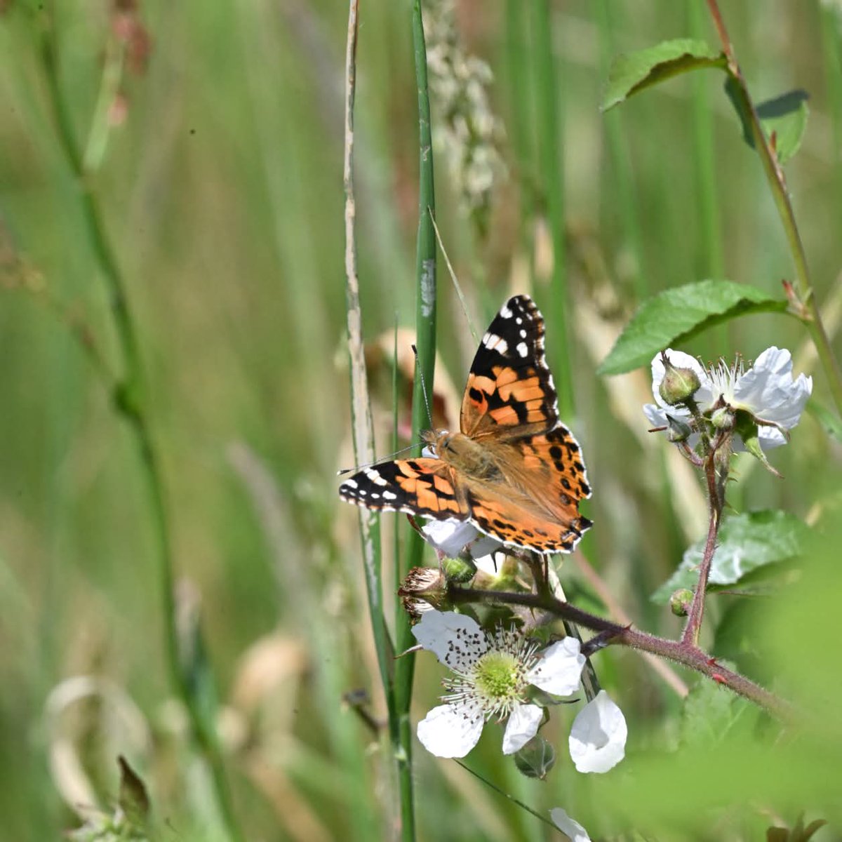 WildernFriends's tweet photo. Our Painted Lady population is doing well so far this year. This was one of 30 on Wildern Moor on 30/5 @uk_butterflies @bigmeadowsearch @DorsetWildlife @GreenHampshire https://t.co/t5kXlsBu7I