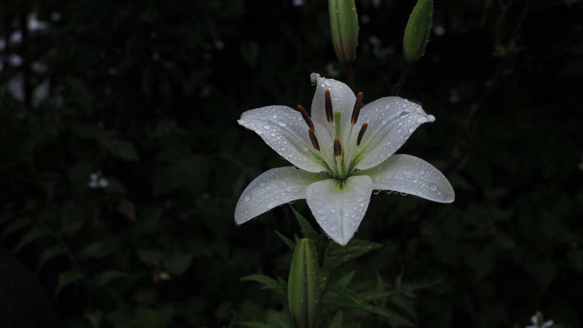 owsui's tweet photo. 福岡から偶然やって来てしまったストケシア
アジサイが咲くと梅雨なんだと思う
昨日、スカシユリが風と雨の中に初めての１輪
今年もバケツの田んぼ https://t.co/B6lOz9oweH