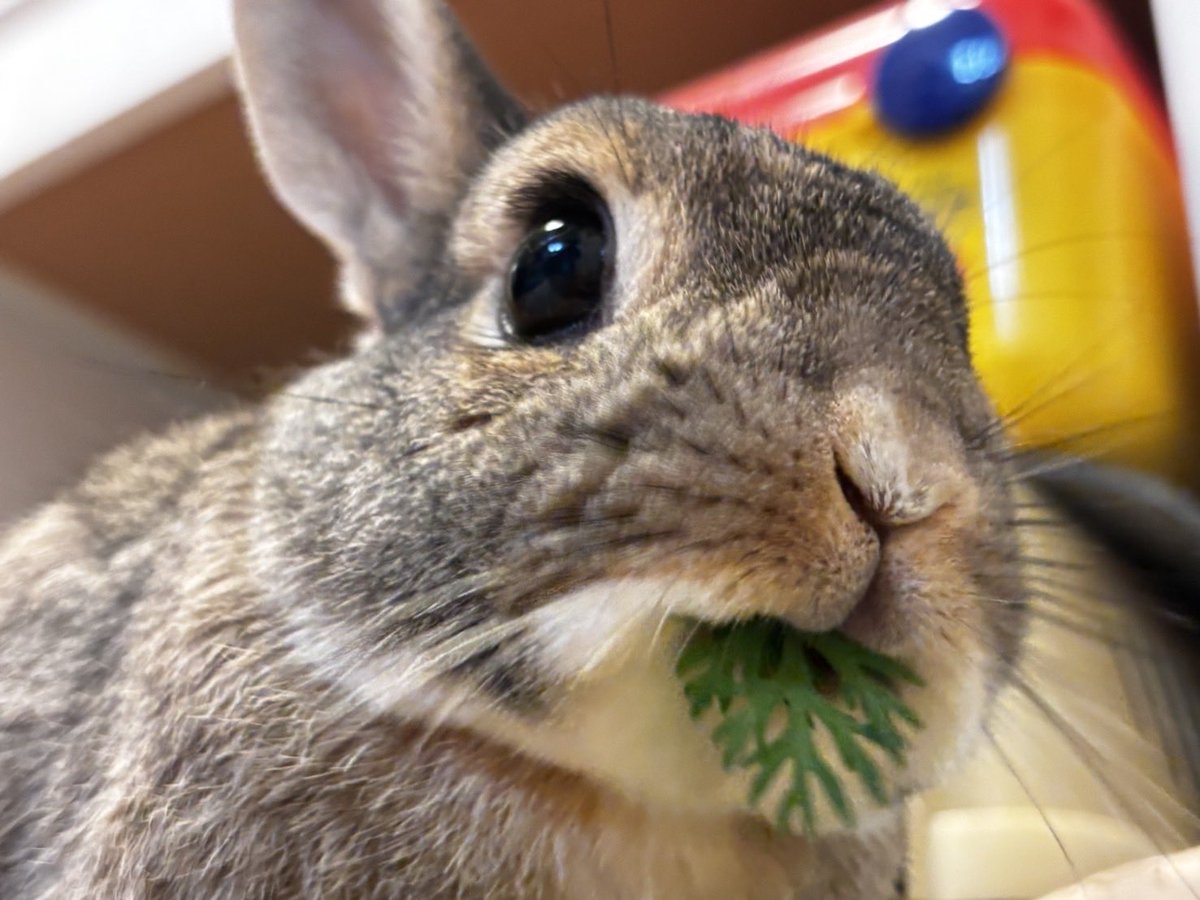 potemoco's tweet photo. 🐰{うまい👀✨うますぎる🥕 https://t.co/1vbPqHfT03