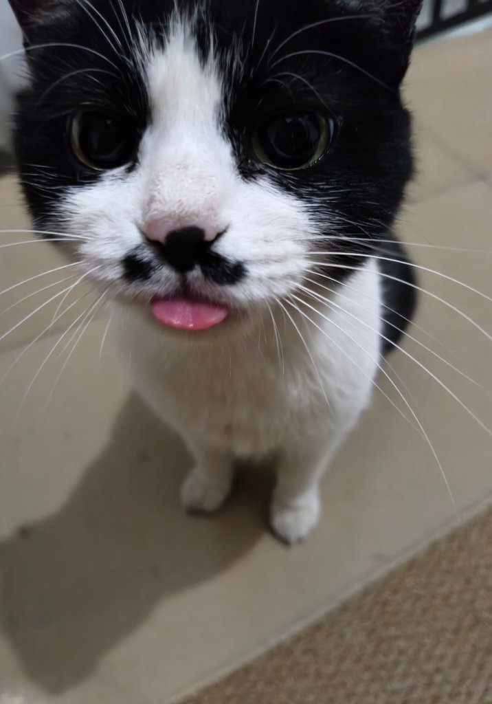 nocontextscats's tweet photo. :P https://t.co/vlKRUFh6Z3
