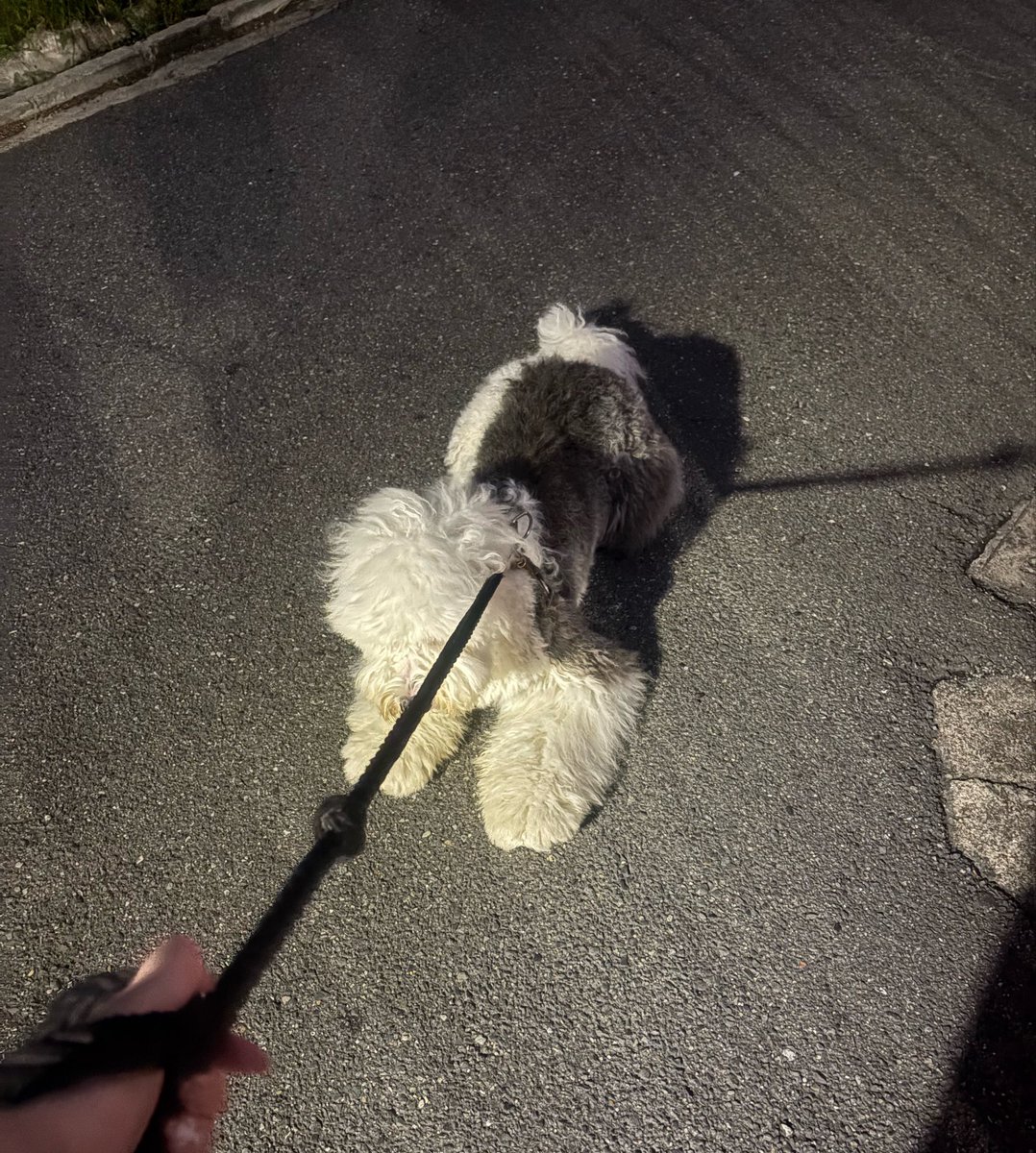 x9eex's tweet photo. 体でかいくせに怖いくらいビビリなせいで新しいおもちゃも含め初めて見るものぜーんぶビクビクしてるし線路も渡れないので30キロだっこして渡ります腰死にます😅😅線路に気づいてここから動かんくなるヨ🫩🫩 https://t.co/AX5U71NtaQ