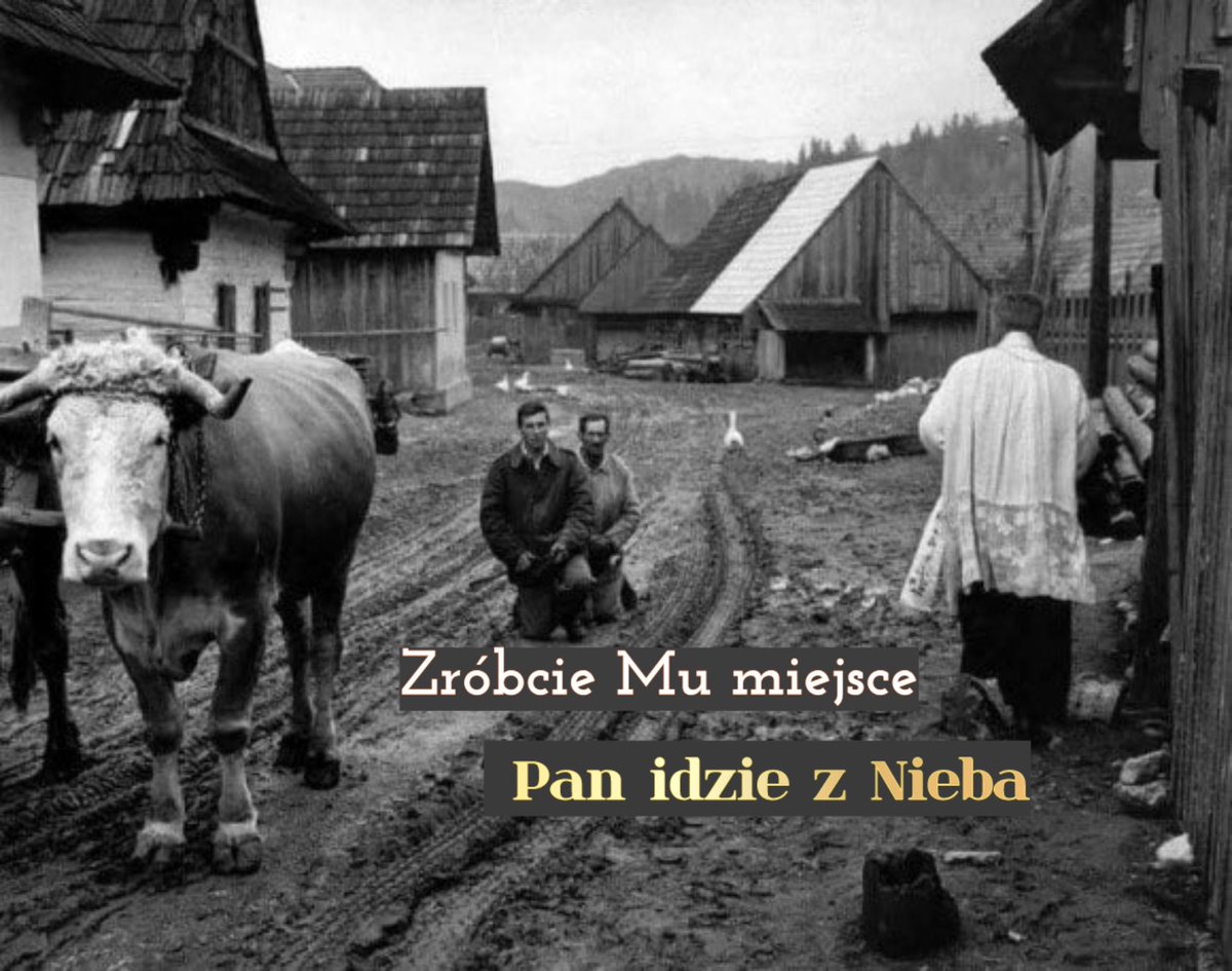ellebetta's tweet photo. Dziś wielu będzie się zastanawiać, czy przed Panem Bogiem wystarczy kucnąć, czy tylko schylić głowę, żeby nie pobrudzić sobie kolan, bo przecież powinna liczyć się "postawa serca". Tymczasem pamiętajmy, że na tym zdjęciu tylko woły stoją...

#BożeCiało #zegnijkolanajeślisązdrowe https://t.co/iClq82D4zS