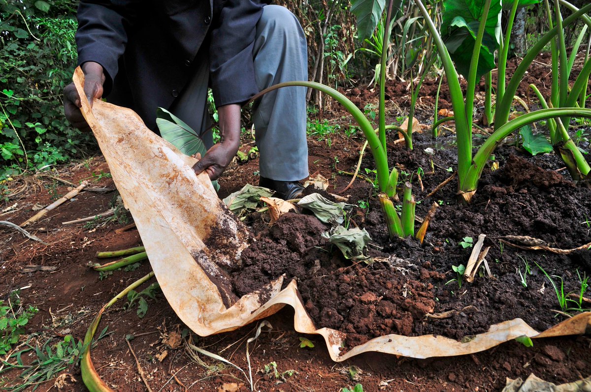 WikimediaK's tweet photo. African communities have long held answers to water security, food sustainability &amp; clean energy.
But answers that aren't documented don't count.
Help us put Africa's knowledge on the map.
#WikiForSustainableFutures
#ClimateAction

📷 CIAT, CC BY-SA 2.0, via Wikimedia Commons https://t.co/ywQoOQtD7f