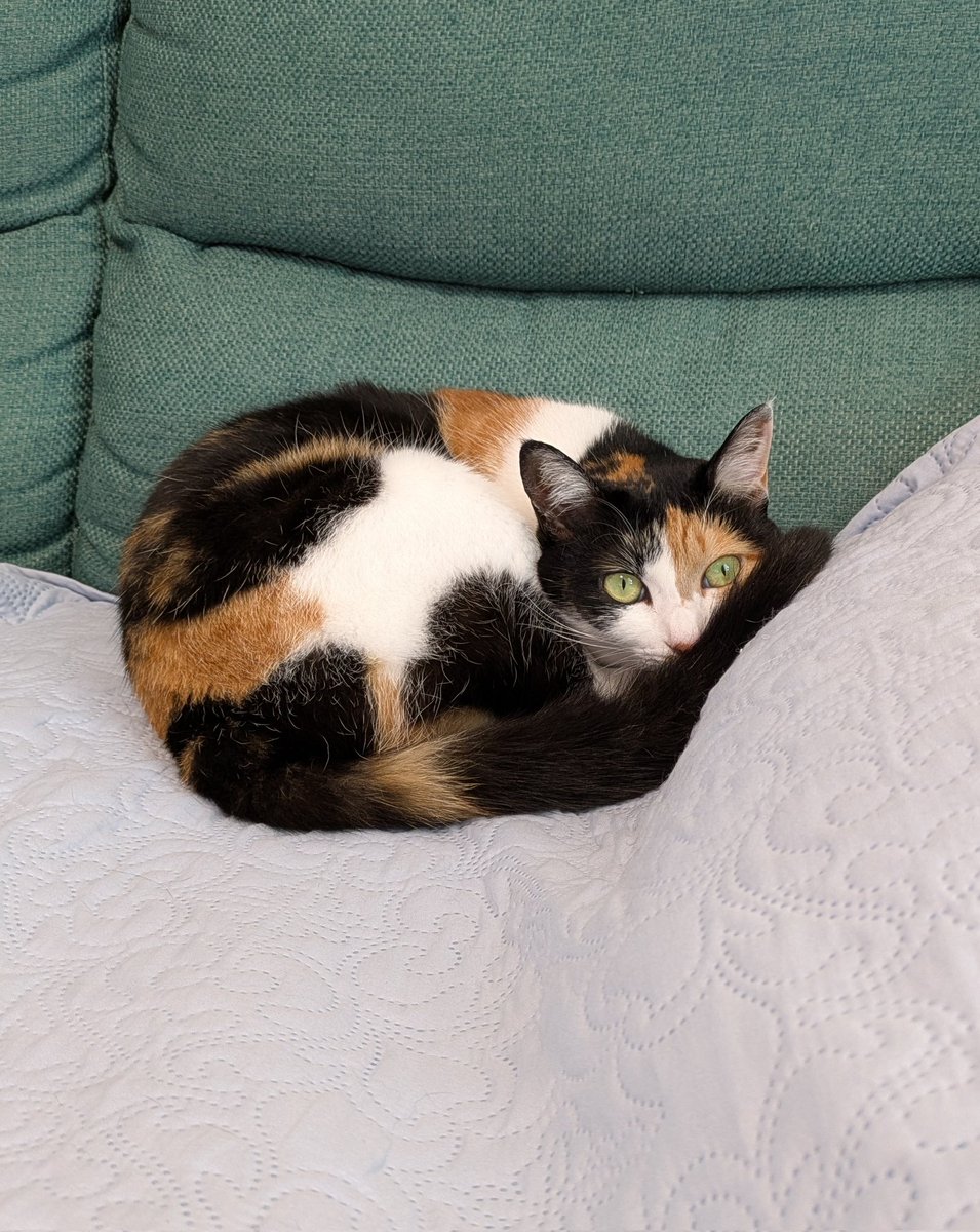 三毛猫