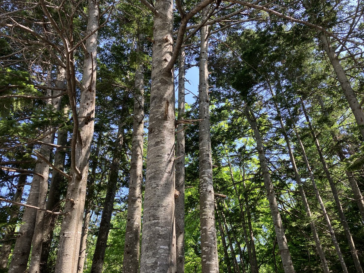toriton0508's tweet photo. 今日は昨日ほどの暑さはなく爽やかで久しぶりに芸術の森美術館へ行ってきました🚶初夏の花々が咲きセミが賑やかに鳴いていましたよ🎶土日も仕事だったので森林浴して命の洗濯🧺ができました〜👍 https://t.co/3gH45sL8lK