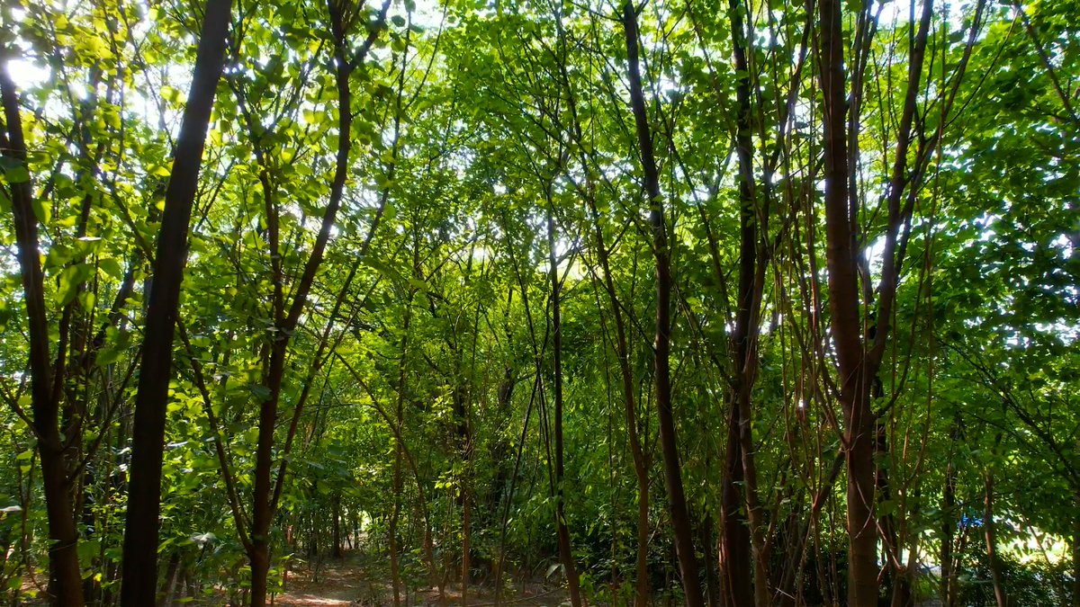 PhaLhr's tweet photo. لاہور کے دل میں ایک سرسبز انقلاب! 🌳✨
جیلانی پارک میں قائم یہ خوبصورت 'میاواکی جنگل' ماحولیاتی بہتری کے لیے پی ایچ اے کا ایک انتہائی احسن اور قابلِ تعریف اقدام ہے۔ اس جنگل میں ہر اقسام کے مقامی درخت موجود ہیں۔یہ گھنے درخت نہ صرف لاہور کی ہوا کو صاف کر رہے ہیں  حفاظت کریں۔ https://t.co/Y0uiqZkBK0