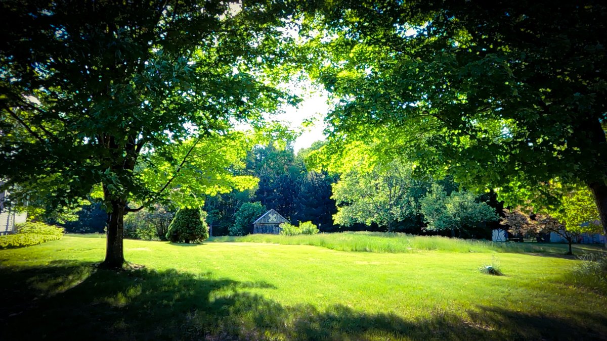 MoniFunGirl's tweet photo. Four pictures I took yesterday on my MAHA Walk. 

everything is so green 🤗 https://t.co/tLy4L2Zkps