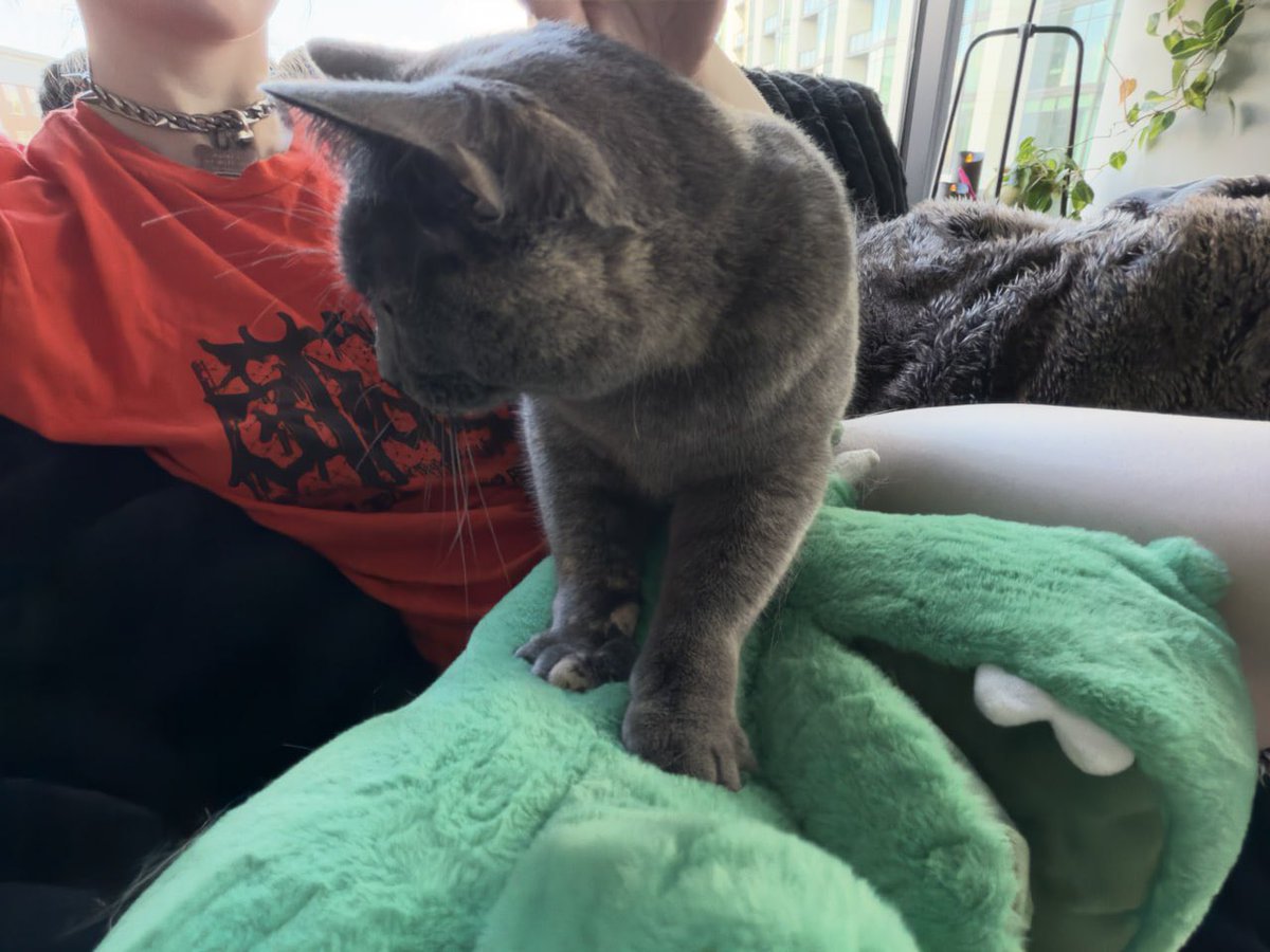 Ra_yNotion's tweet photo. productivity canceled due to this little monster 😾 https://t.co/Frl0evrV7T