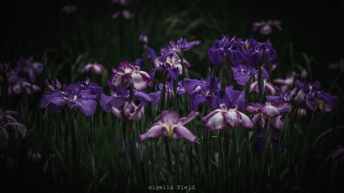 nglfld's tweet photo. いずれ菖蒲か杜若 https://t.co/iWmpUtHRnR