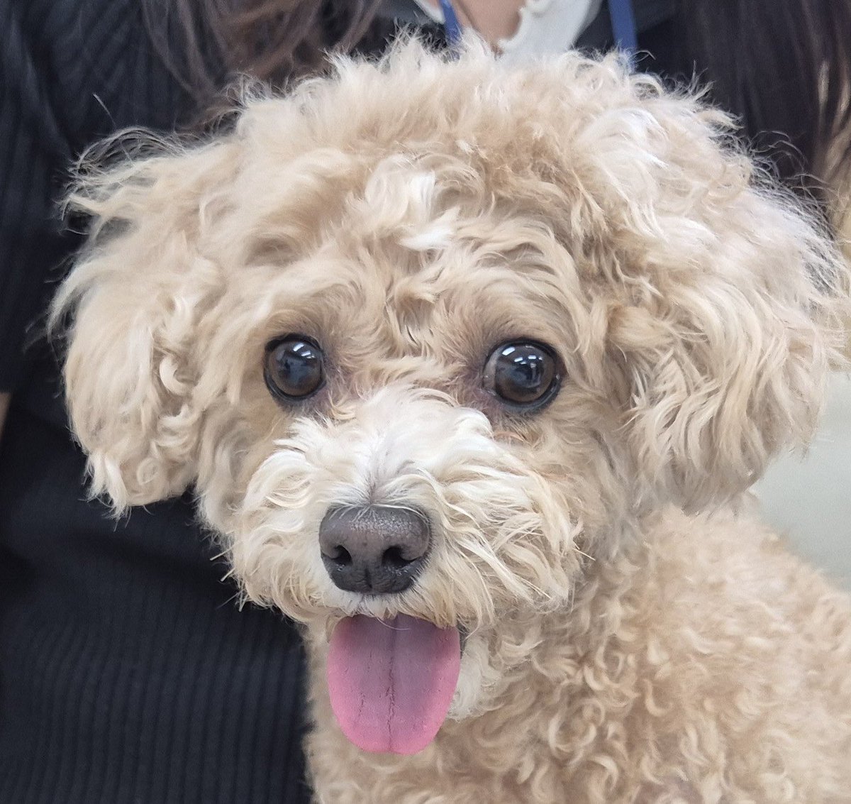 inthej12's tweet photo. 이 아이 지금 보호소에 있어요 🐾

어딘가 주인을 기다리고 있을 텐데..
혹시 아는 분 계신가요?

전국 유기동물 지도에서 내 주변
보호소 동물들을 바로 확인할 수 있어요

🔗 https://t.co/U5BnqZu7rC
프로필 링크에서 확인하세요

#유기동물 #유기견입양 #보호소강아지 #강아지스타그램 #반려동물 https://t.co/RmsjVPzzDP
