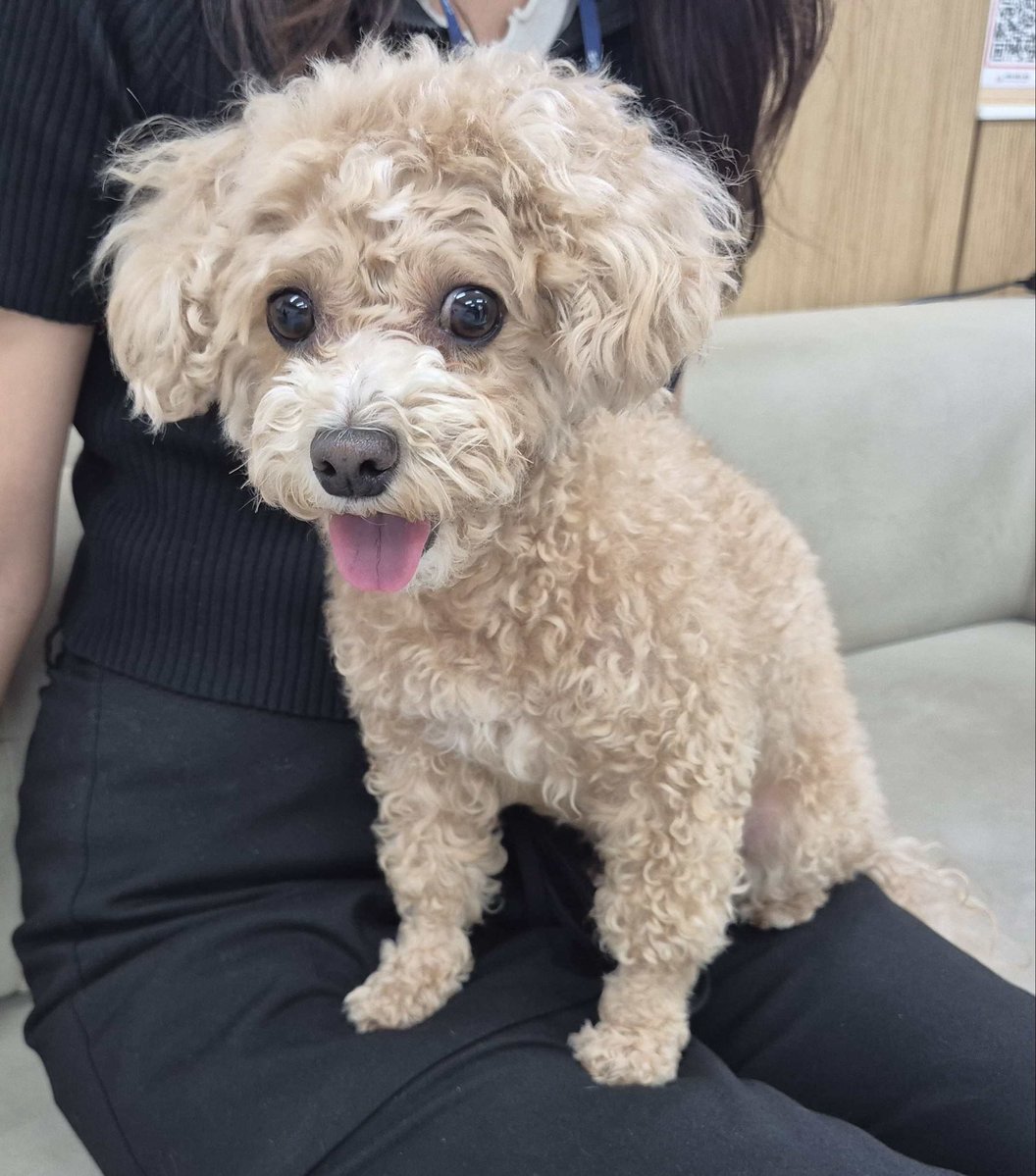 inthej12's tweet photo. 이 아이 지금 보호소에 있어요 🐾

어딘가 주인을 기다리고 있을 텐데..
혹시 아는 분 계신가요?

전국 유기동물 지도에서 내 주변
보호소 동물들을 바로 확인할 수 있어요

🔗 https://t.co/U5BnqZu7rC
프로필 링크에서 확인하세요

#유기동물 #유기견입양 #보호소강아지 #강아지스타그램 #반려동물 https://t.co/RmsjVPzzDP