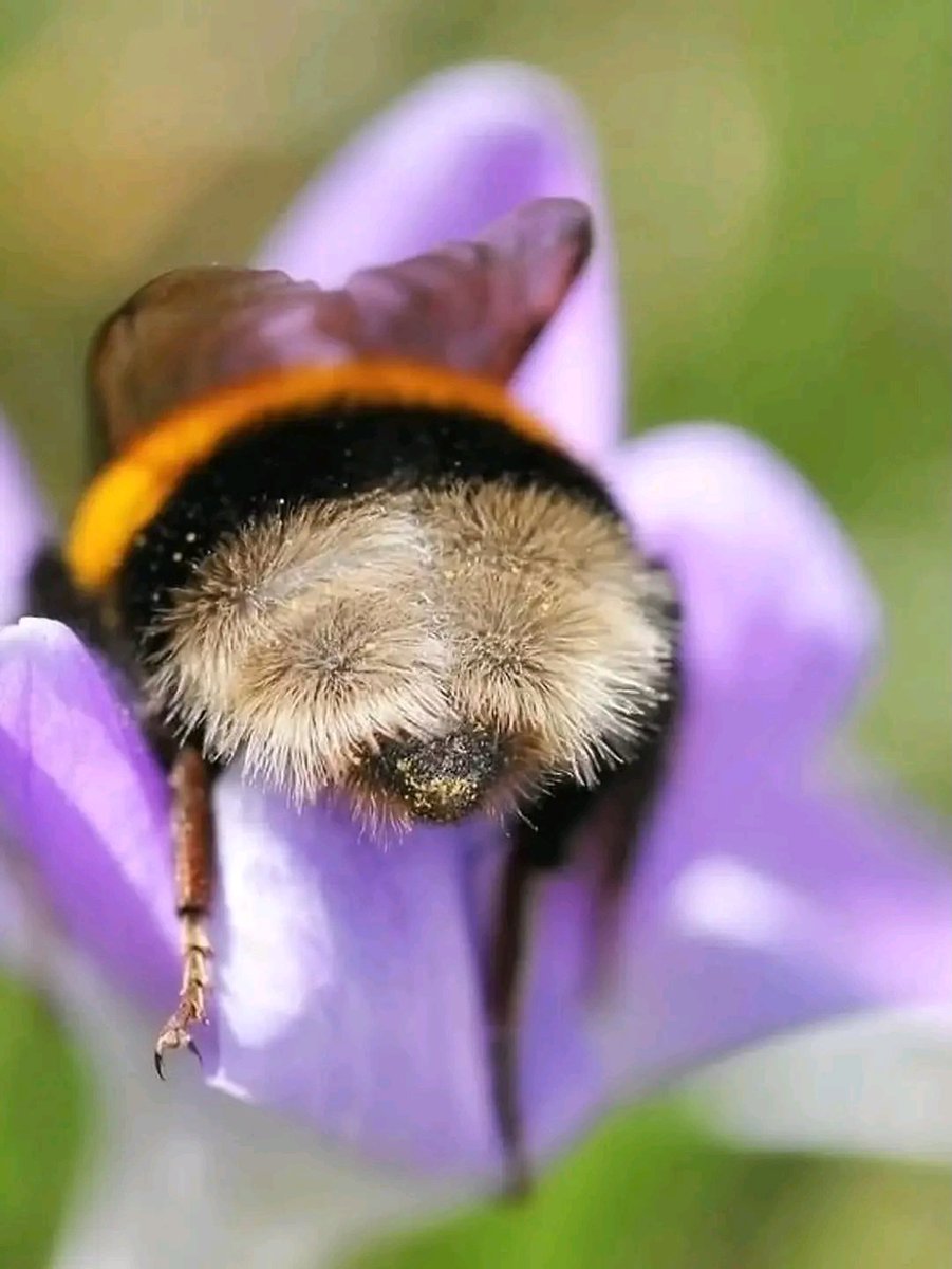 Hana_b30's tweet photo. Bees often fall asleep in flowers, when they get tired. https://t.co/3BKCVC5xt7