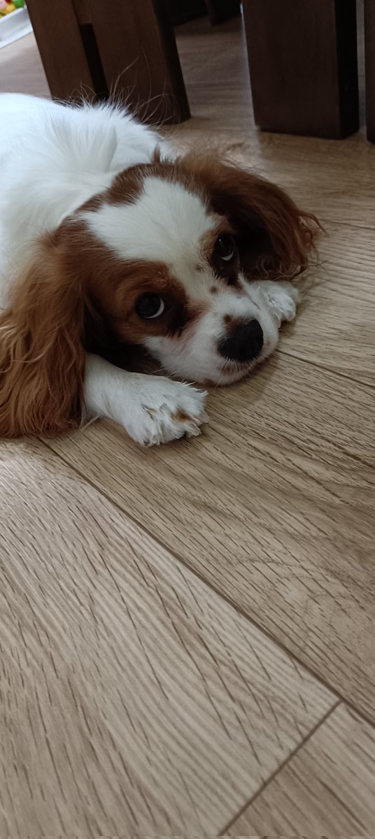 ofma714's tweet photo. キッチンに立つワタシをジッと待つイッヌ

可愛すぎて滅 https://t.co/4mbPSNggBL