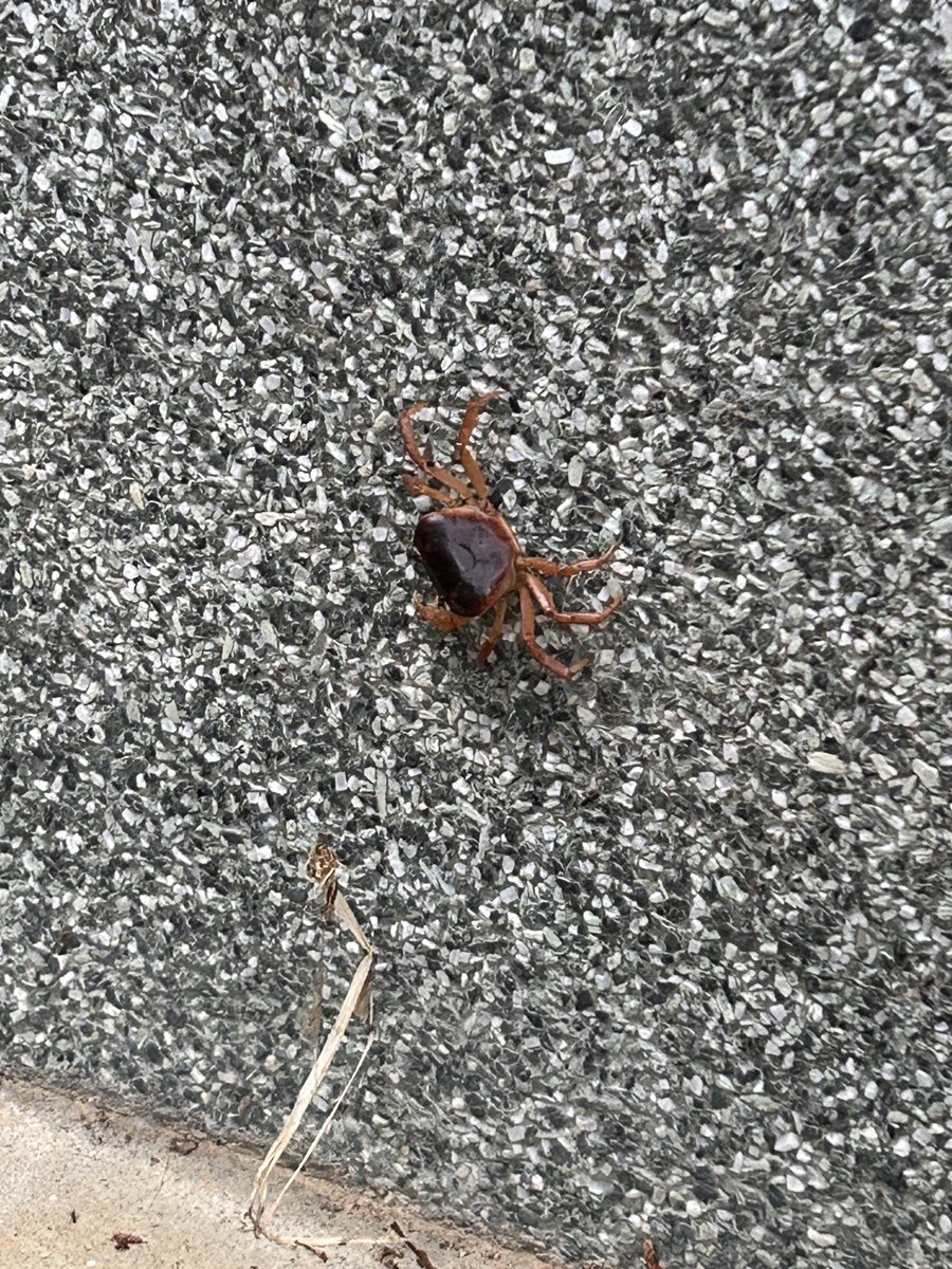 MeruStudio9's tweet photo. 蜘蛛の巣にへばりついてるこの子何だろう…山にカニっているのかな？
マダニではないよね🧐 https://t.co/heTnPuJSab