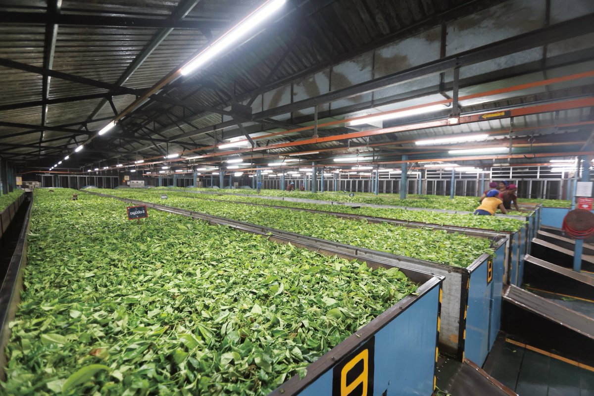 mitsutea's tweet photo. 【CEYLON TEA SCHOOL】スリランカの産地を極める！　サバラガムワ&amp;ルフナ編　ご自宅から参加できる、オンライン単発紅茶レッスンです。

スリランカに一年滞在したミツが旅するようにご案内

Zoom　2026/6/13（土）午前10時～11時30分

今週日曜日に締め切り、使用する茶葉を事前に送付します♪ https://t.co/EH88yWxZOc
