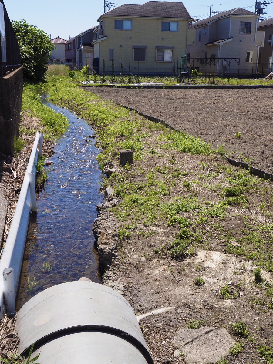 frog_frog's tweet photo. 四谷用水の支流
水田に水が入る直前の様子。道路をヒューム管で抜けた先は素掘りの水路。
〔府中市〕 https://t.co/sGaXIPVkd9