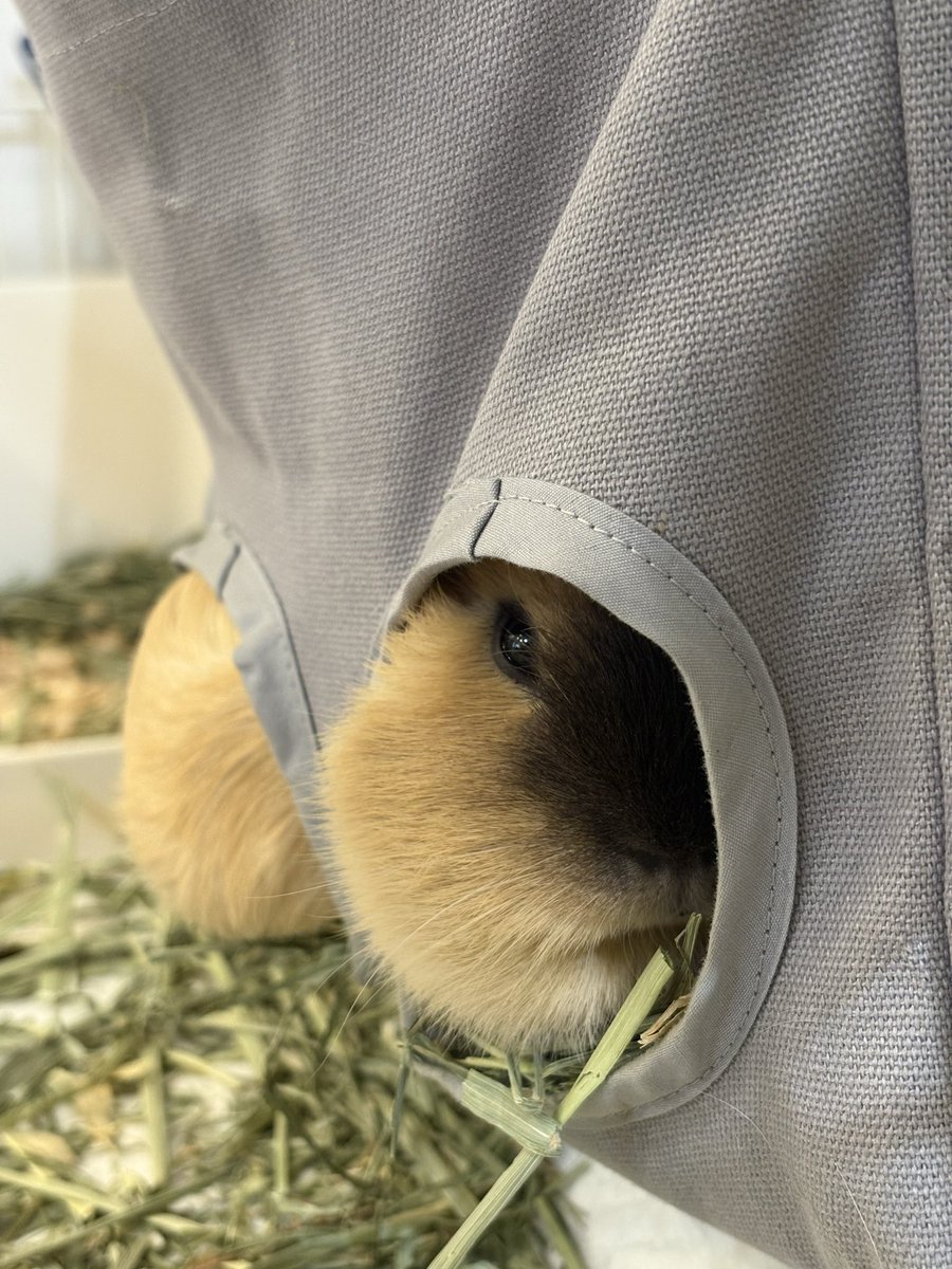 furu_moru's tweet photo. どうしても牧草入れに入りたいモルたち🐻‍❄️🐱
#モルモット
#guineapig https://t.co/bsxLBKZAmK
