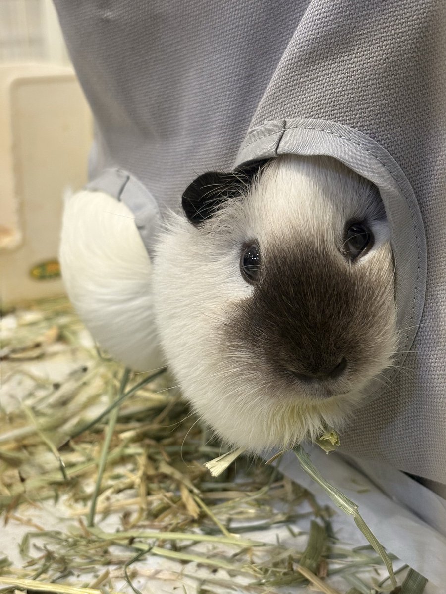 furu_moru's tweet photo. どうしても牧草入れに入りたいモルたち🐻‍❄️🐱
#モルモット
#guineapig https://t.co/bsxLBKZAmK