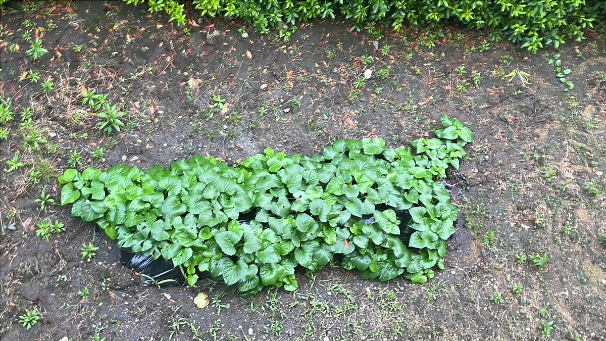 SS26710's tweet photo. さつまいも🍠順調に育ってまし⁉️ https://t.co/dq2ILT4D6I