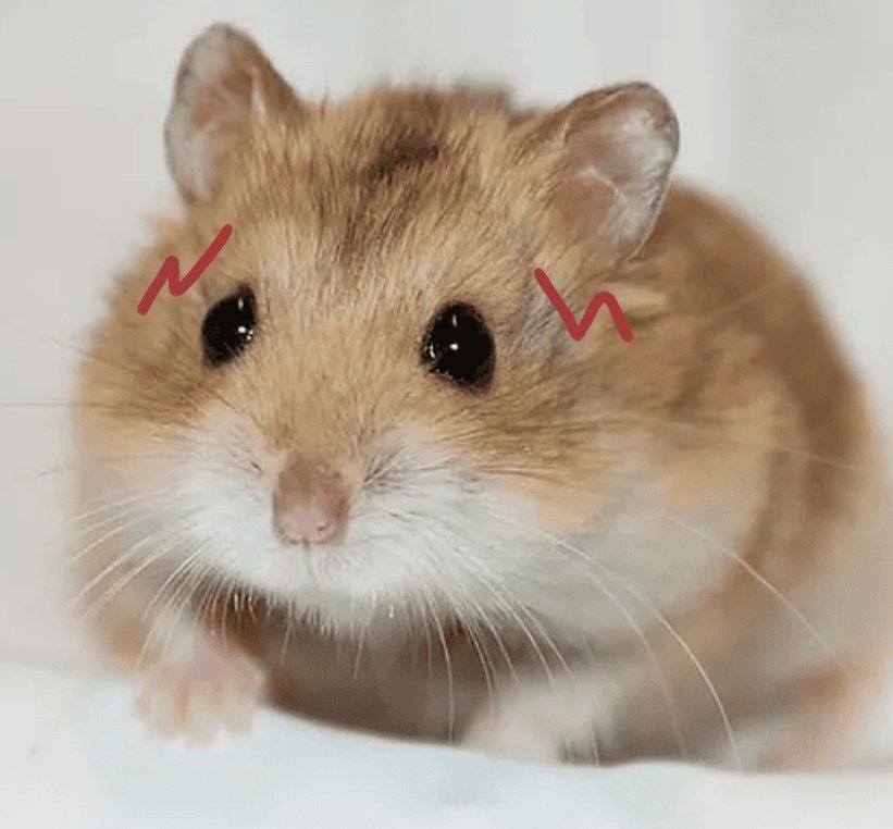 HerShiningSun's tweet photo. Hampter hamham- 🐹 https://t.co/RqgDUrsebp