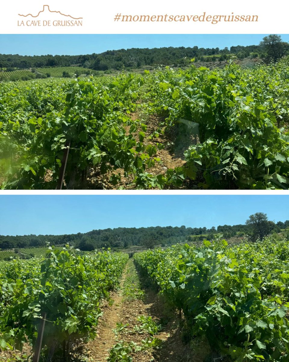 CavedeGruissan's tweet photo. Sous le soleil, place à l'écimage ! 🌿✂️ Cette étape  permet de maîtriser la végétation, favoriser l'aération des grappes et concentrer l'énergie de la vigne sur le développement du raisin. 🍇

#momentscavedegruissan #consommonscoopératif #écimage #soleil https://t.co/ix38ECm3K8