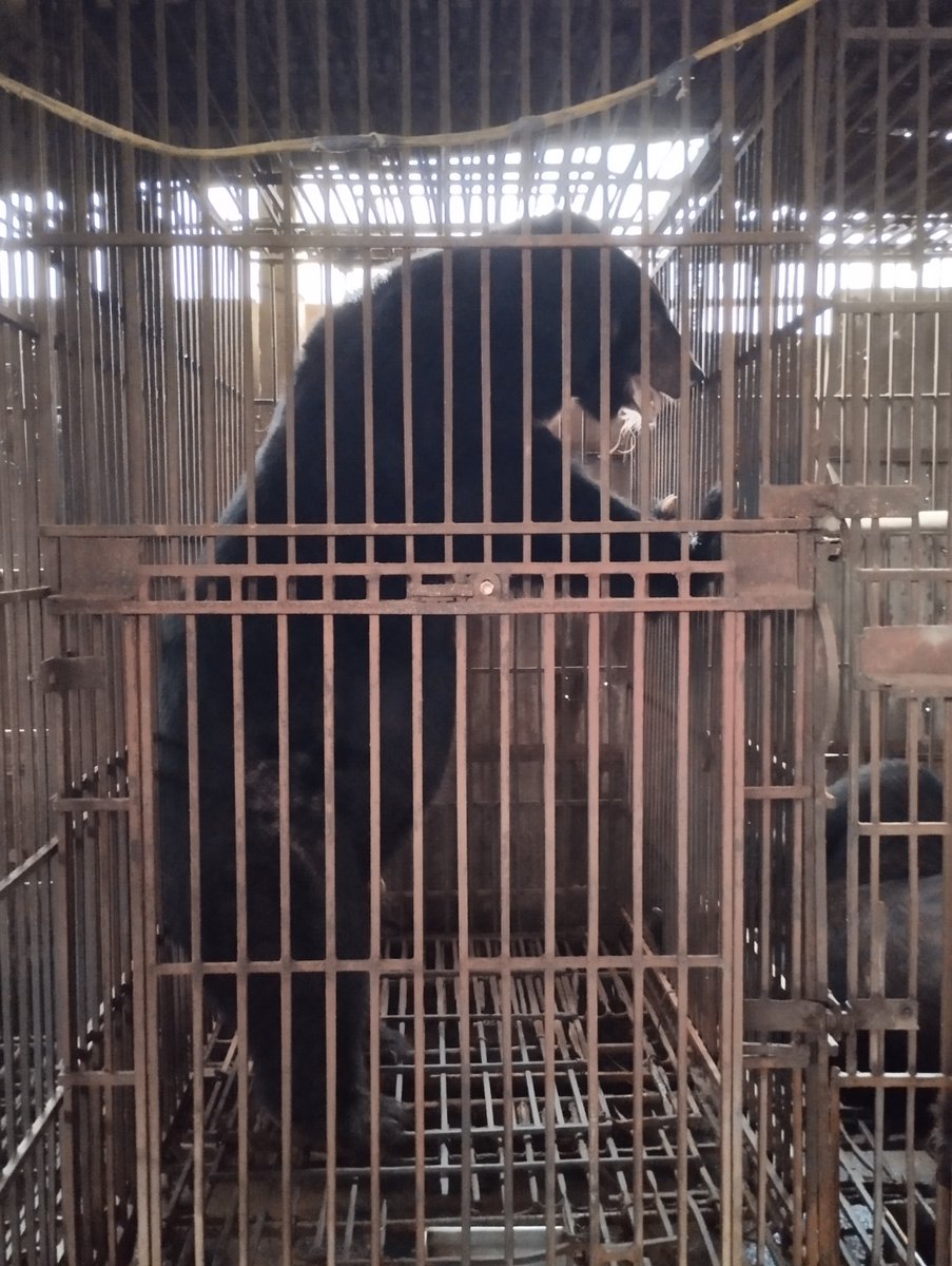 edu4naturevn's tweet photo. 🚨 Vietnam has reduced captive bear numbers by 97%, yet nearly half of the remaining bears are still confined in Hanoi. It's time to end bear farming in Phuc Tho commune - the nation's last major hotspot.

#EndBearFarming #SaveBears #ENV https://t.co/z7b0OyCHWa