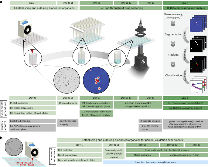 NatureProtocols's tweet photo. New Article! Label-free interferometry platform for drug response profiling of bioprinted tumor organoids at single-organoid resolution https://t.co/U31QNHnnTW https://t.co/LcuGH0lhkV